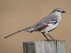 Northern Mockingbird