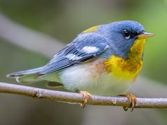 Northern Parula
