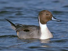 Northern Pintail