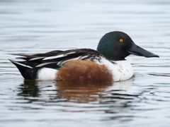 Northern Shoveler