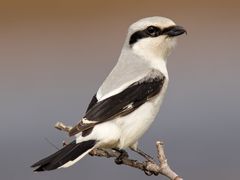 Northern Shrike