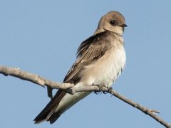 Northern Rough-winged Swallow