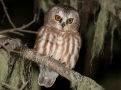 Northern Saw-whet Owl