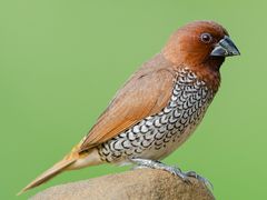 Scaly-breasted Munia