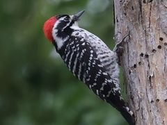 Nuttall's Woodpecker