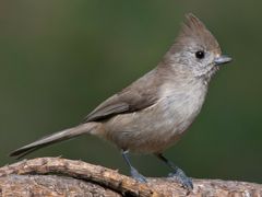 Oak Titmouse