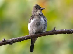 Olive-sided Flycatcher