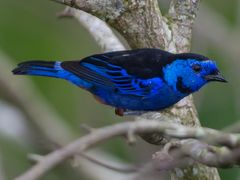 Opal-rumped Tanager