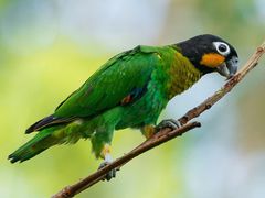 Orange-cheeked Parrot