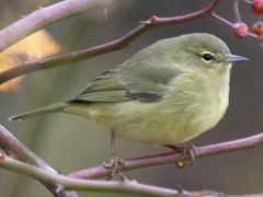 Orange-crowned Warbler