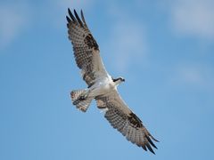 Osprey