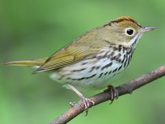 Ovenbird