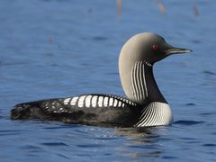 Pacific Loon