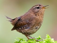 Pacific Wren