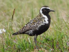 Pacific Golden-Plover
