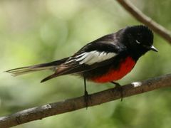 Painted Redstart