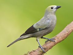 Palm Tanager