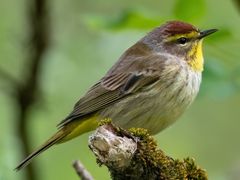 Palm Warbler