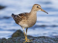Pectoral Sandpiper