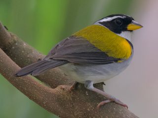 Yellow-mandibled Sparrow