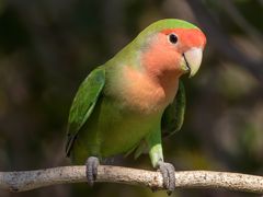 Rosy-faced Lovebird