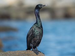 Pelagic Cormorant