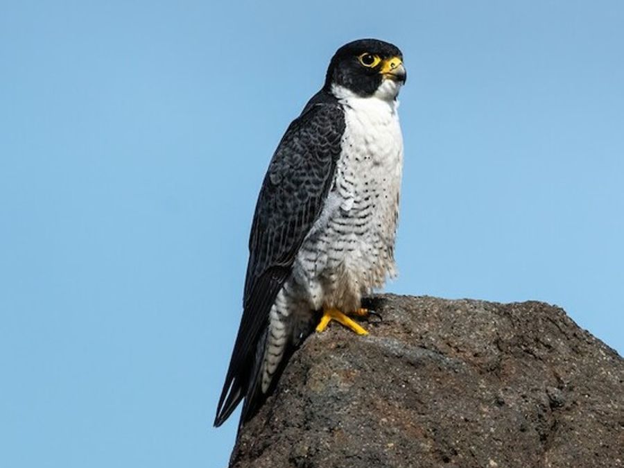 Peregrine