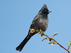 Phainopepla