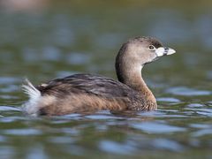 Pied-billed Grebe
