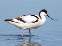 Pied Avocet