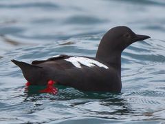 Pigeon Guillemot