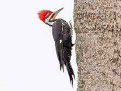Pileated Woodpecker