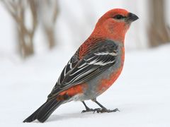 Pine Grosbeak