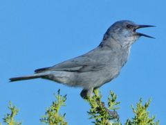 Pinyon Jay