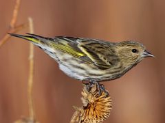 Pine Siskin