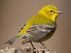 Pine Warbler