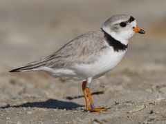 Piping Plover
