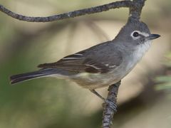 Plumbeous Vireo