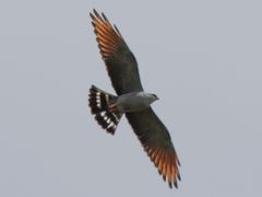 Plumbeous Kite