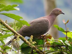 Plumbeous Pigeon