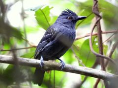 Plain-winged Antshrike