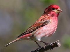 Purple Finch