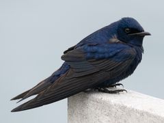 Purple Martin
