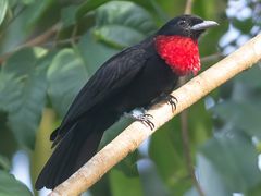 Purple-throated Fruitcrow