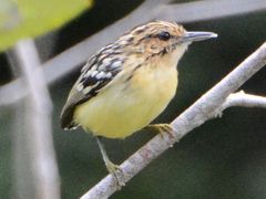 Pygmy Antwren