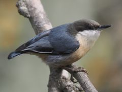 Pygmy Nuthatch