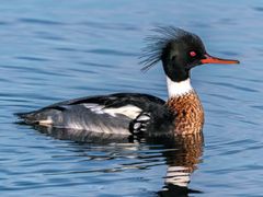 Red-breasted Merganser
