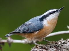 Red-breasted Nuthatch