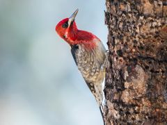 Red-breasted Sapsucker
