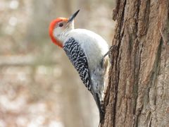 Red-bellied Woodpecker